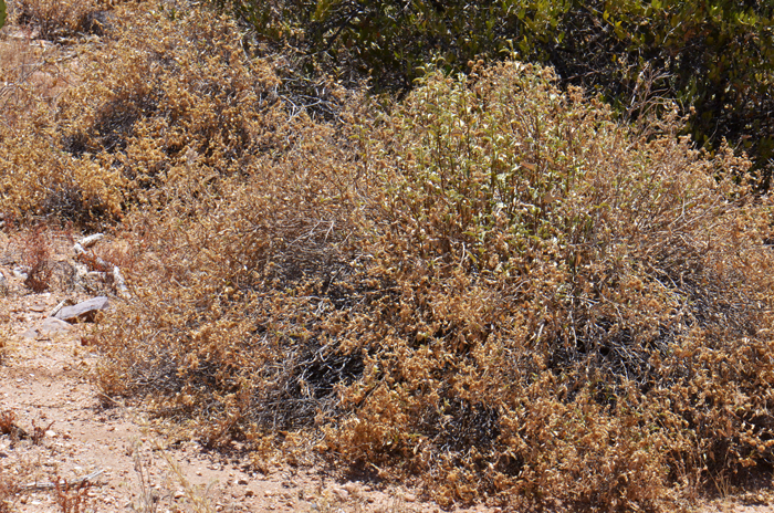 Triangle-leaf Bursage, in the United States, is known only from Arizona but in Arizona it is often a dominant or co-dominant species. This species grows at elevations between 1,000 and 3,000 feet. Ambrosia deltoidea